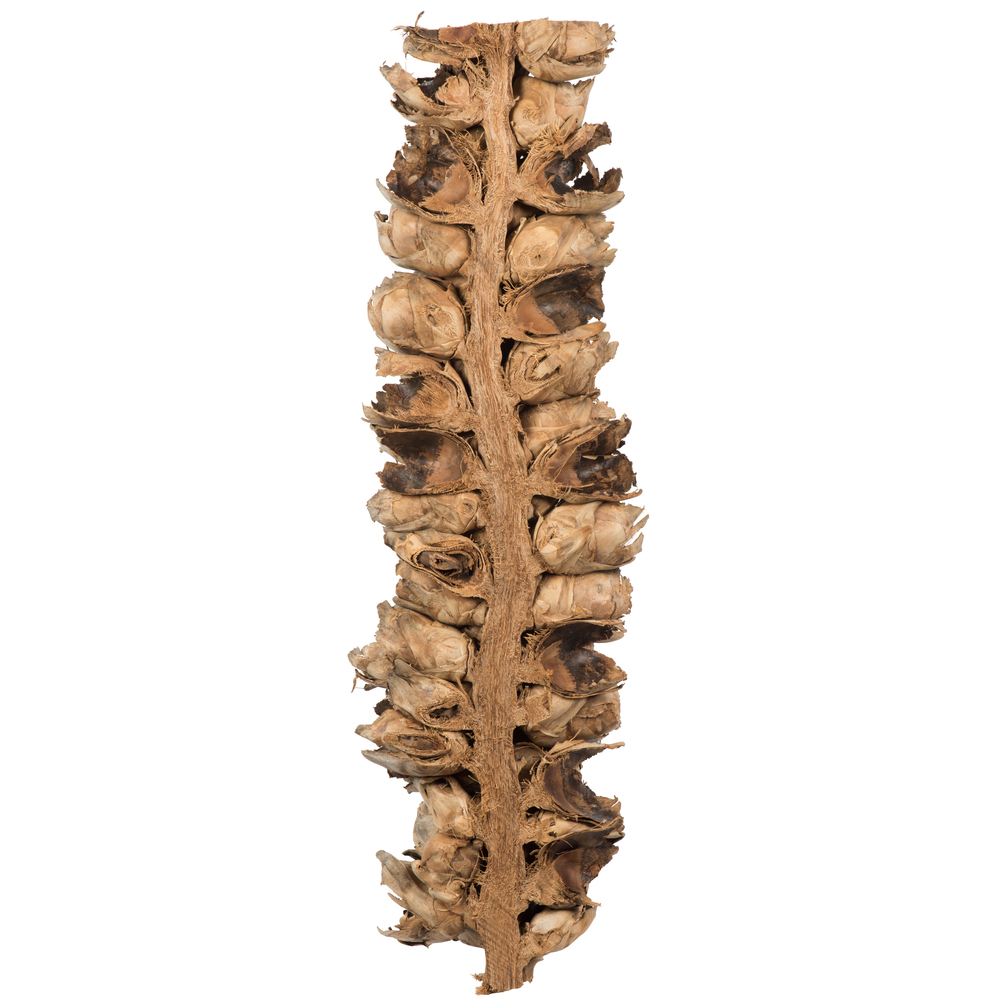Vickerman Natural Giant Seed Pod Segment, Dried