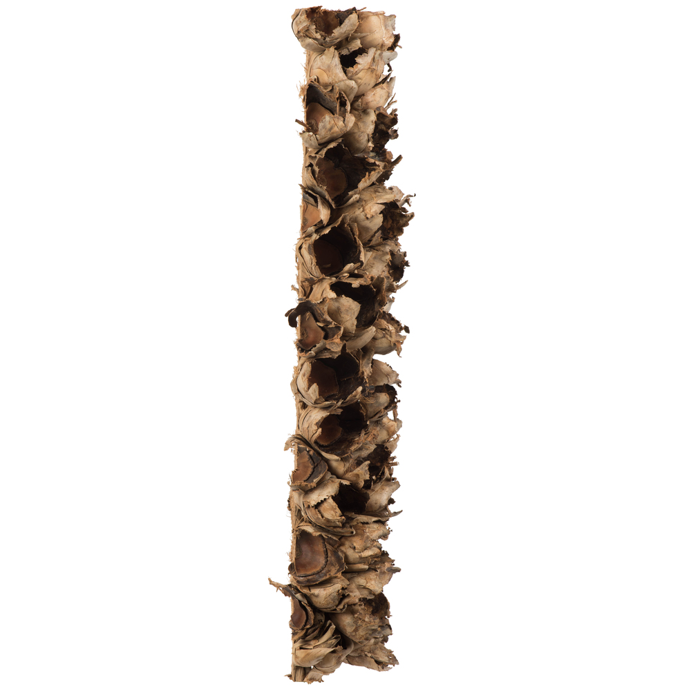 Vickerman Natural Giant Seed Pod Segment, Dried