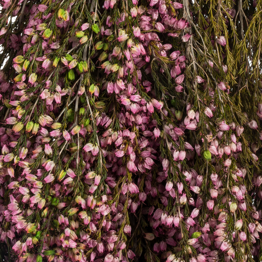 Vickerman 18-20" Heather Bundle, Preserved
