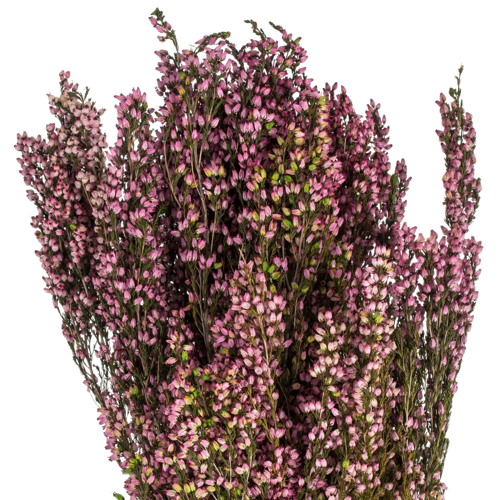 Vickerman 18-20" Heather Bundle, Preserved