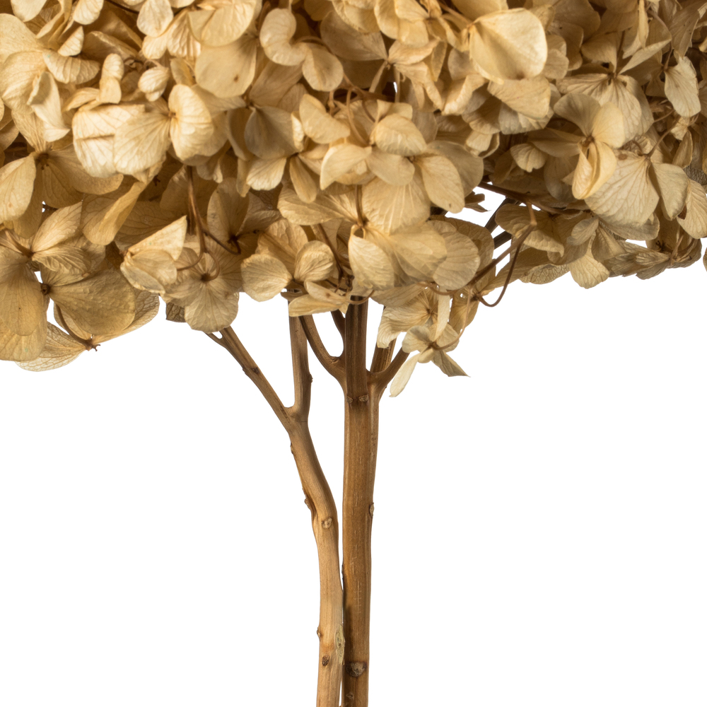 Vickerman Natural Botanicals 15” Hydrangea with Multiple Branch Segments, Preserved