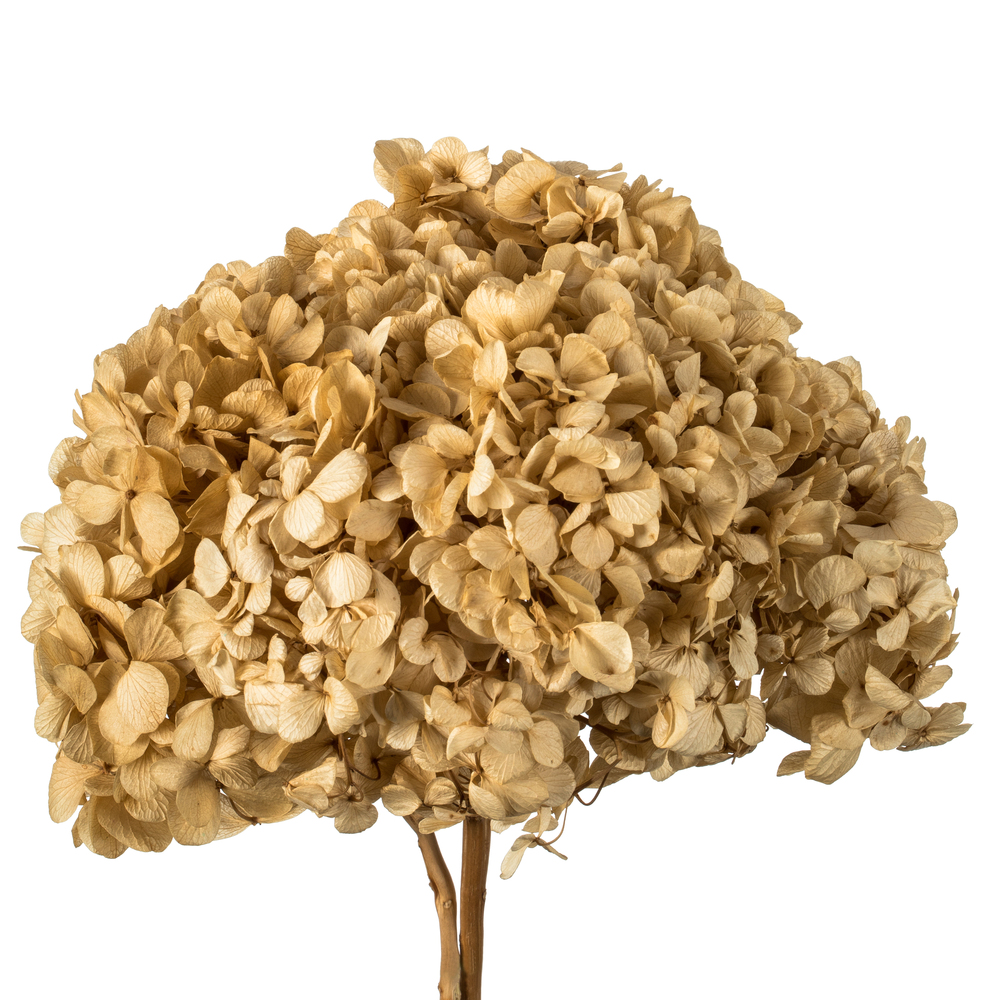 Vickerman Natural Botanicals 15” Hydrangea with Multiple Branch Segments, Preserved
