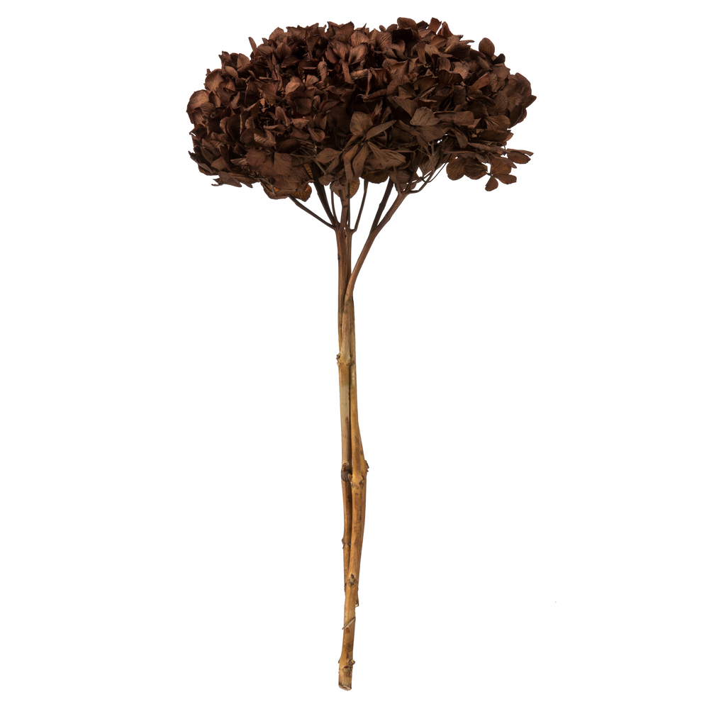 Vickerman Natural Botanicals 15” Hydrangea with Multiple Branch Segments, Preserved