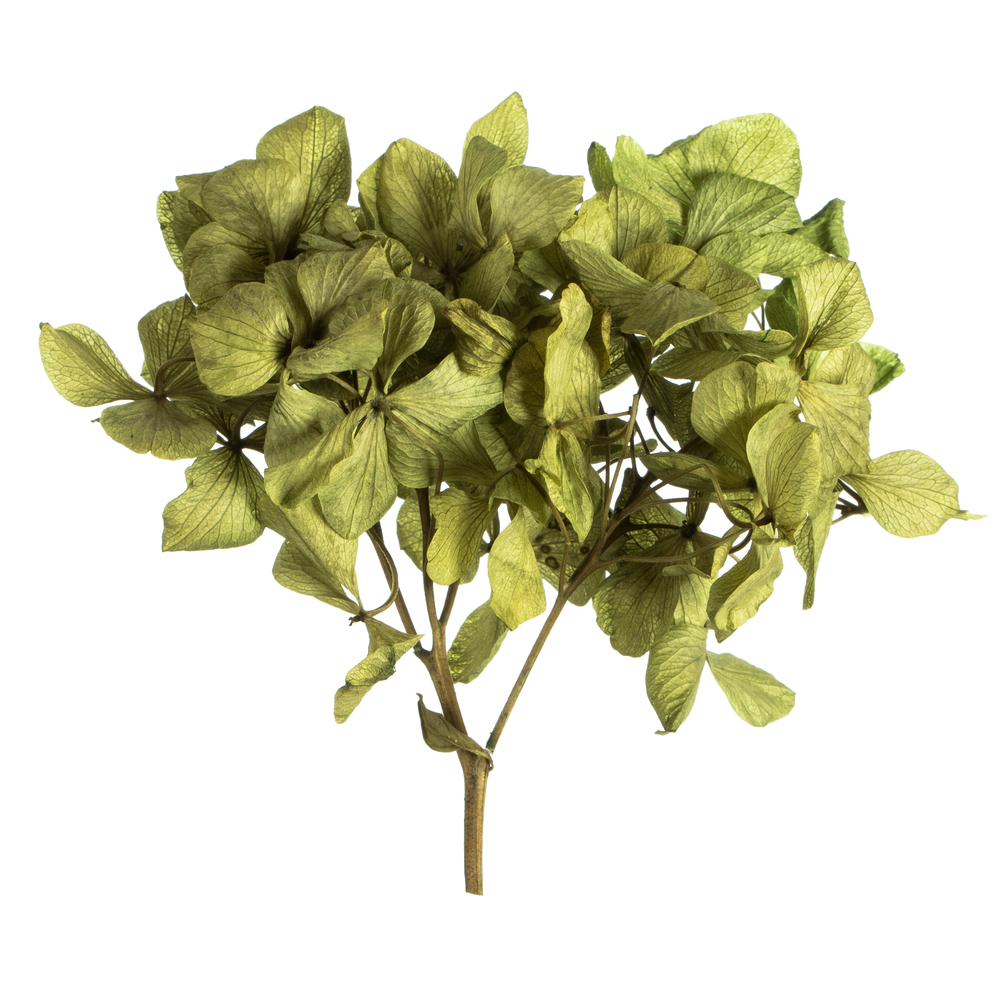 Vickerman 10 x 3 x 21" Tray of Hydrangea Pieces, Preserved