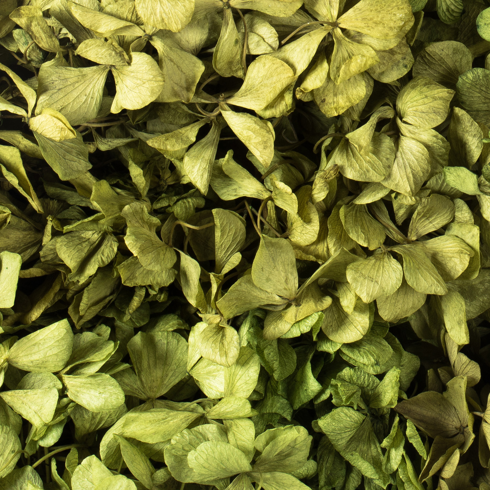 Vickerman 10 x 3 x 21" Tray of Hydrangea Pieces, Preserved