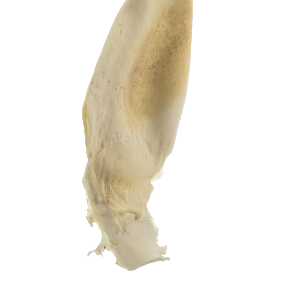 Vickerman 36-38" Sea Kelp, Dried