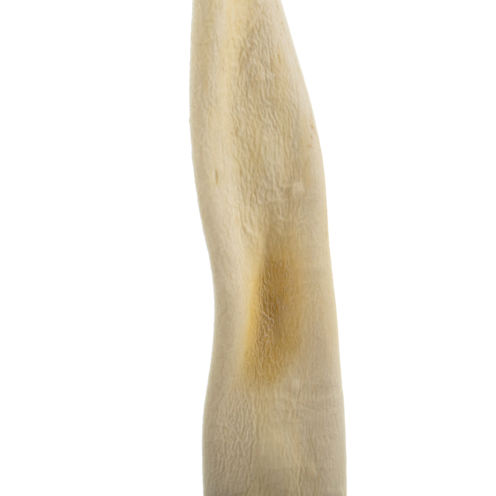 Vickerman 36-38" Sea Kelp, Dried
