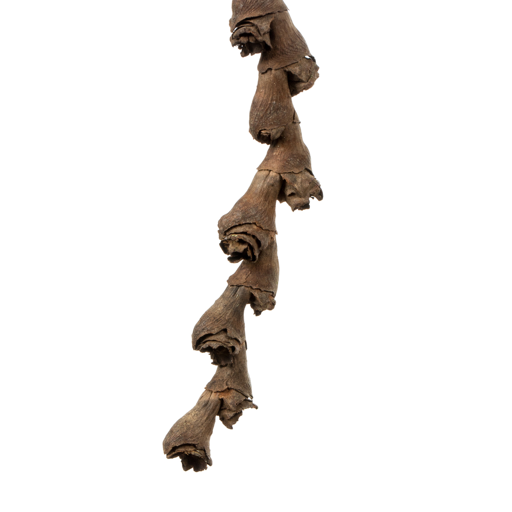 32-36" Natural Ladder Branches - 7/Pk