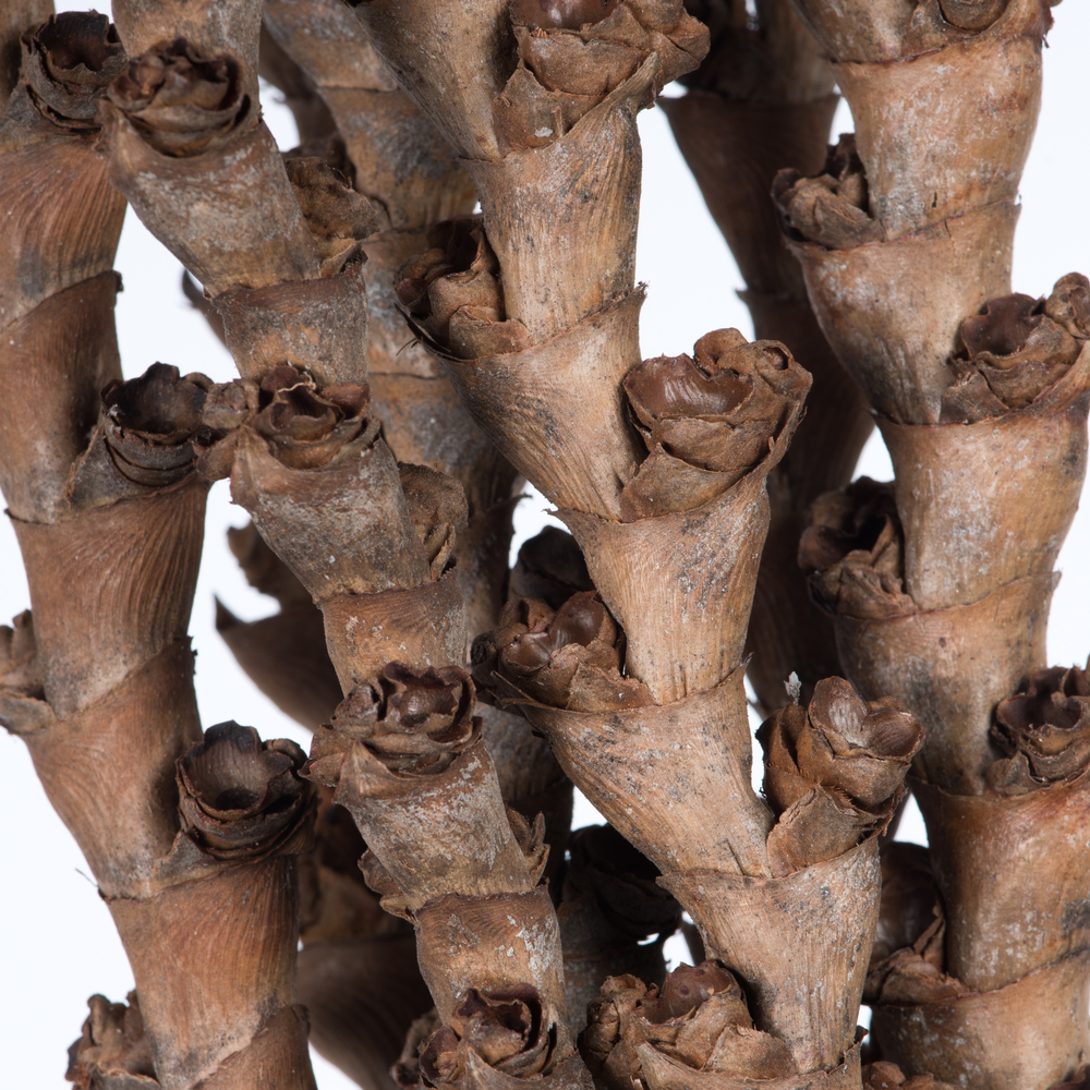 32-36" Natural Ladder Branches - 7/Pk