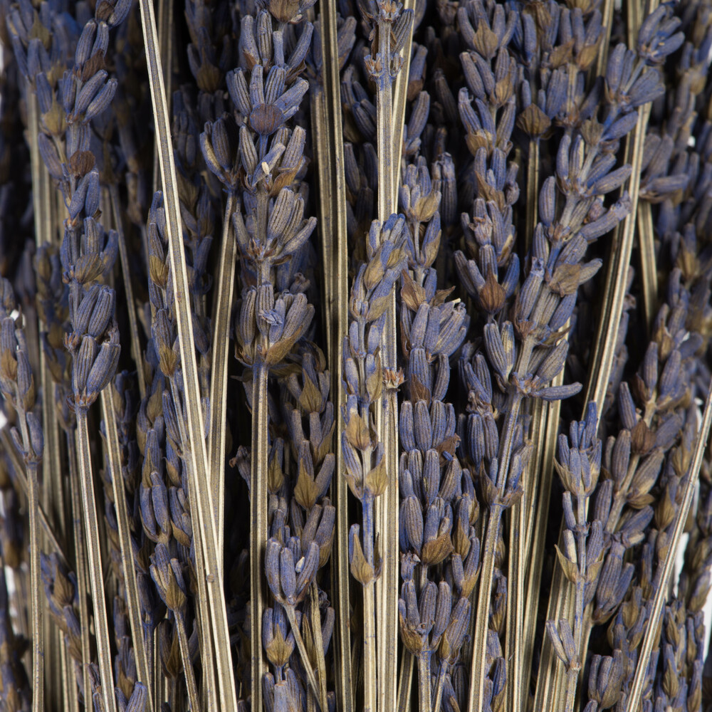12"-18" Lavender Bundle -  4oz