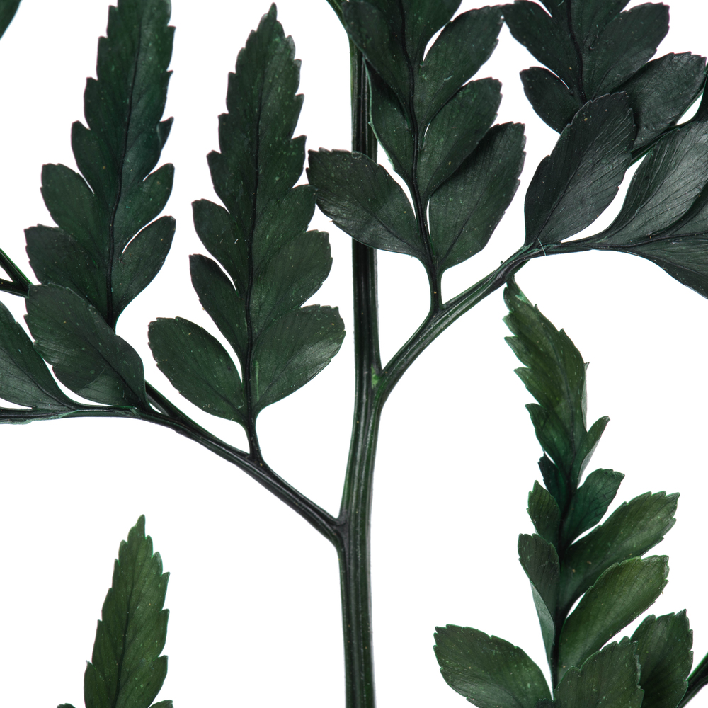 12-15" Green Leatherleaf Fern Stem 6/Pk