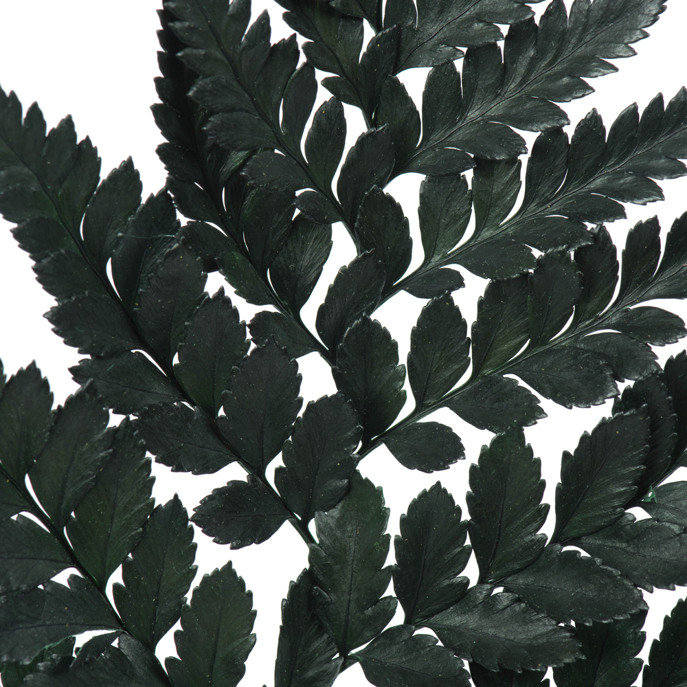 12-15" Green Leatherleaf Fern Stem 6/Pk