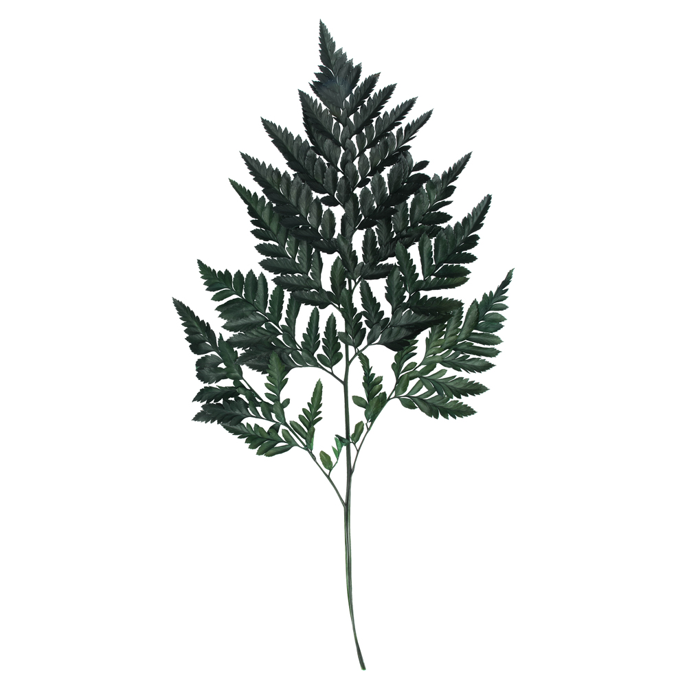 12-15" Green Leatherleaf Fern Stem 6/Pk