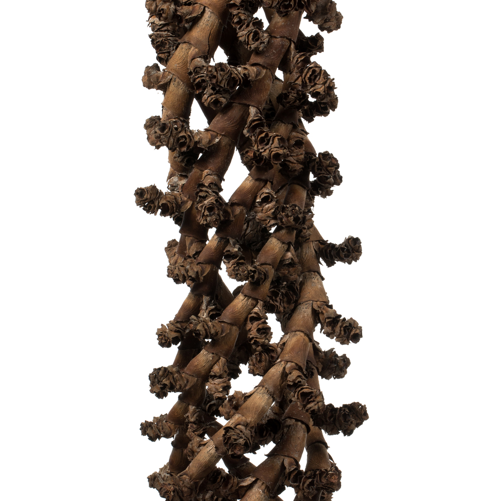 36-44" Natural Curled Ladder Branch 5/Pk