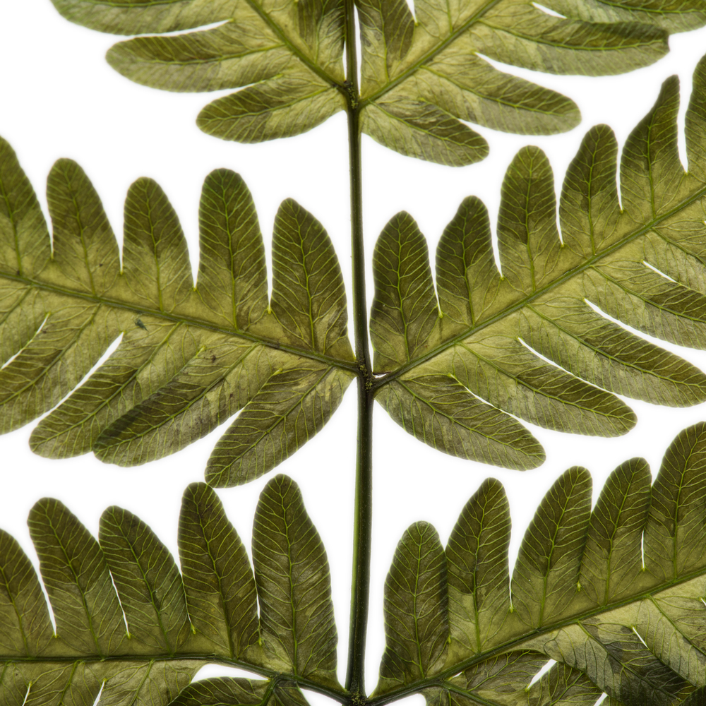 18-20" Basil Ombre Fern Stems - 6/Pk