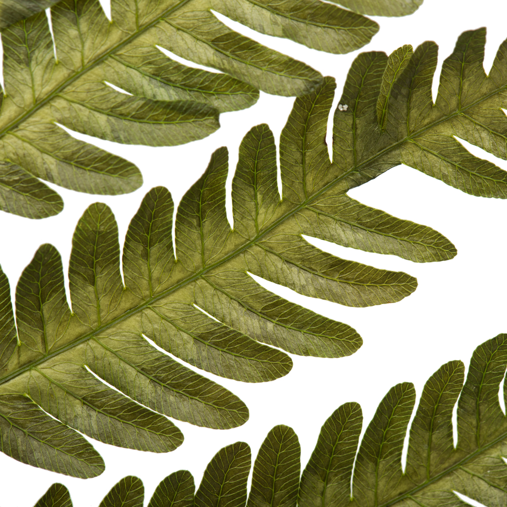 18-20" Basil Ombre Fern Stems - 6/Pk