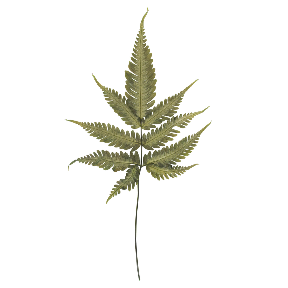 18-20" Basil Ombre Fern Stems - 6/Pk