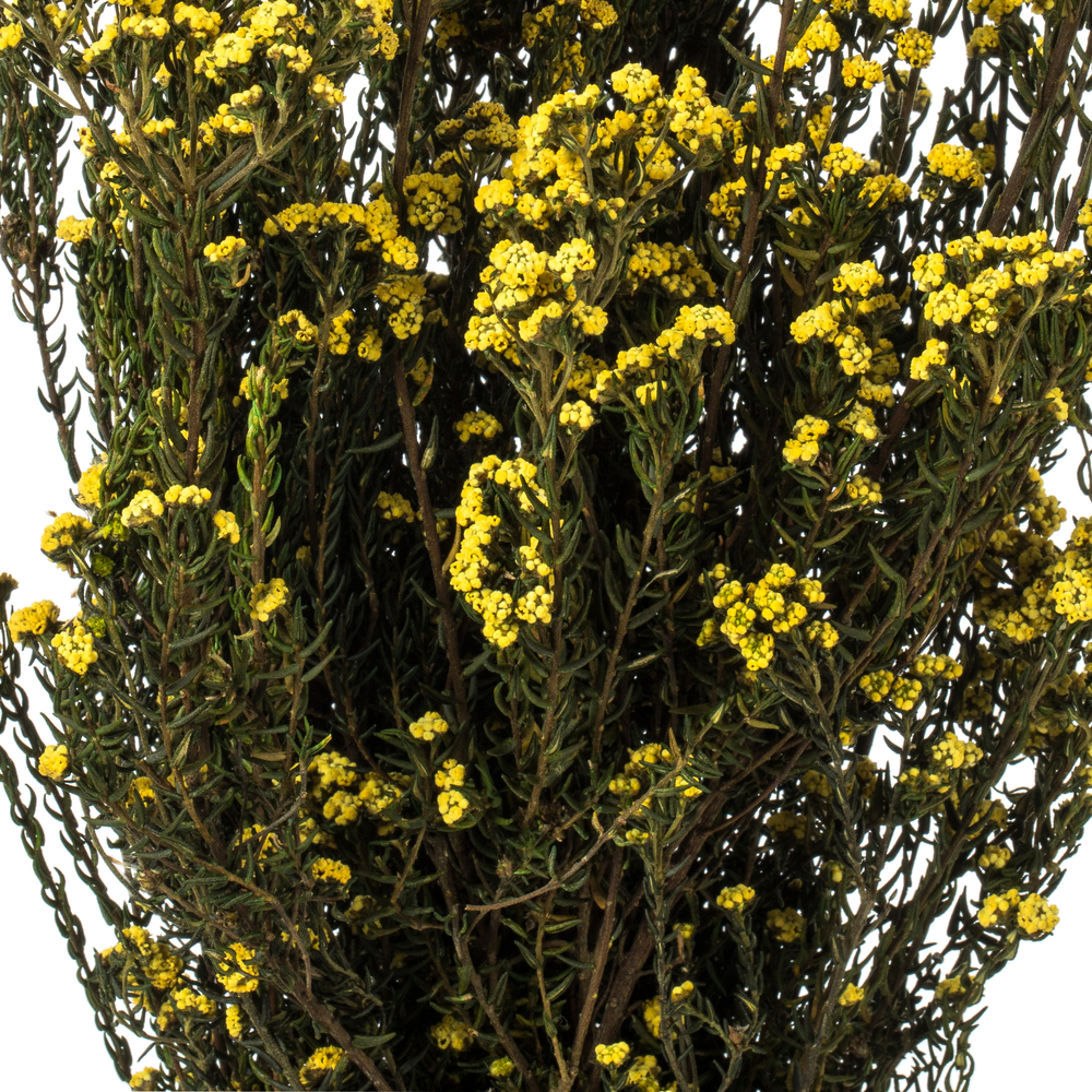 Vickerman 12-22" Natural Phylica Bundle, Preserved