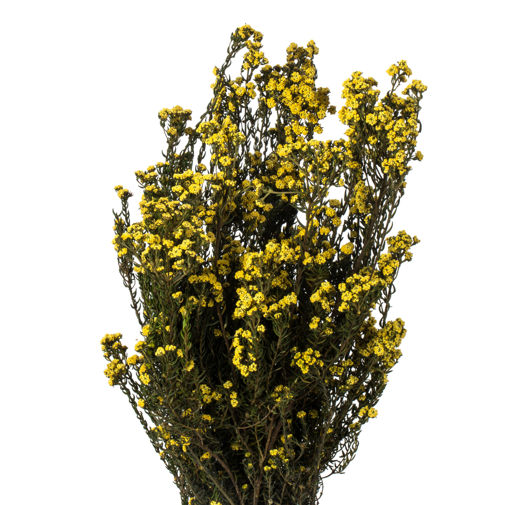 Vickerman 12-22" Natural Phylica Bundle, Preserved