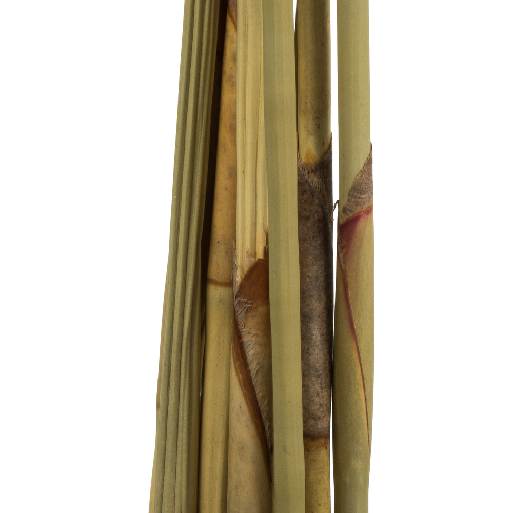 Vickerman Platy Cone attached to a Reed Stem, Dried