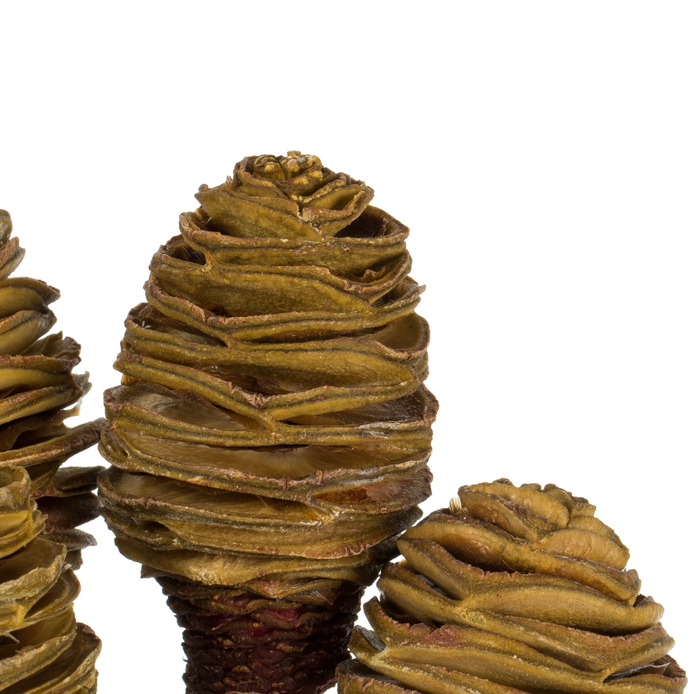 Vickerman Platy Cone attached to a Reed Stem, Dried