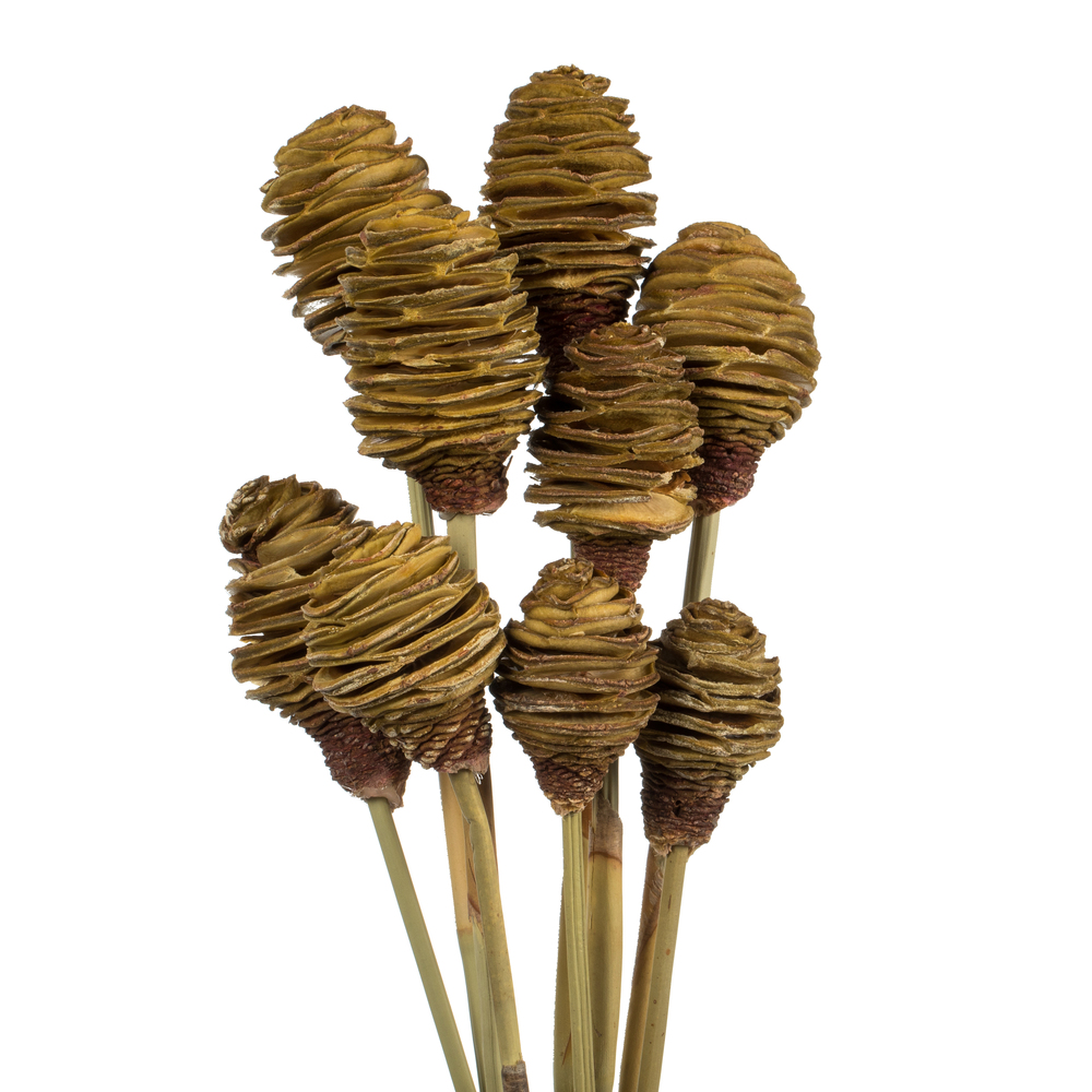 Vickerman Platy Cone attached to a Reed Stem, Dried