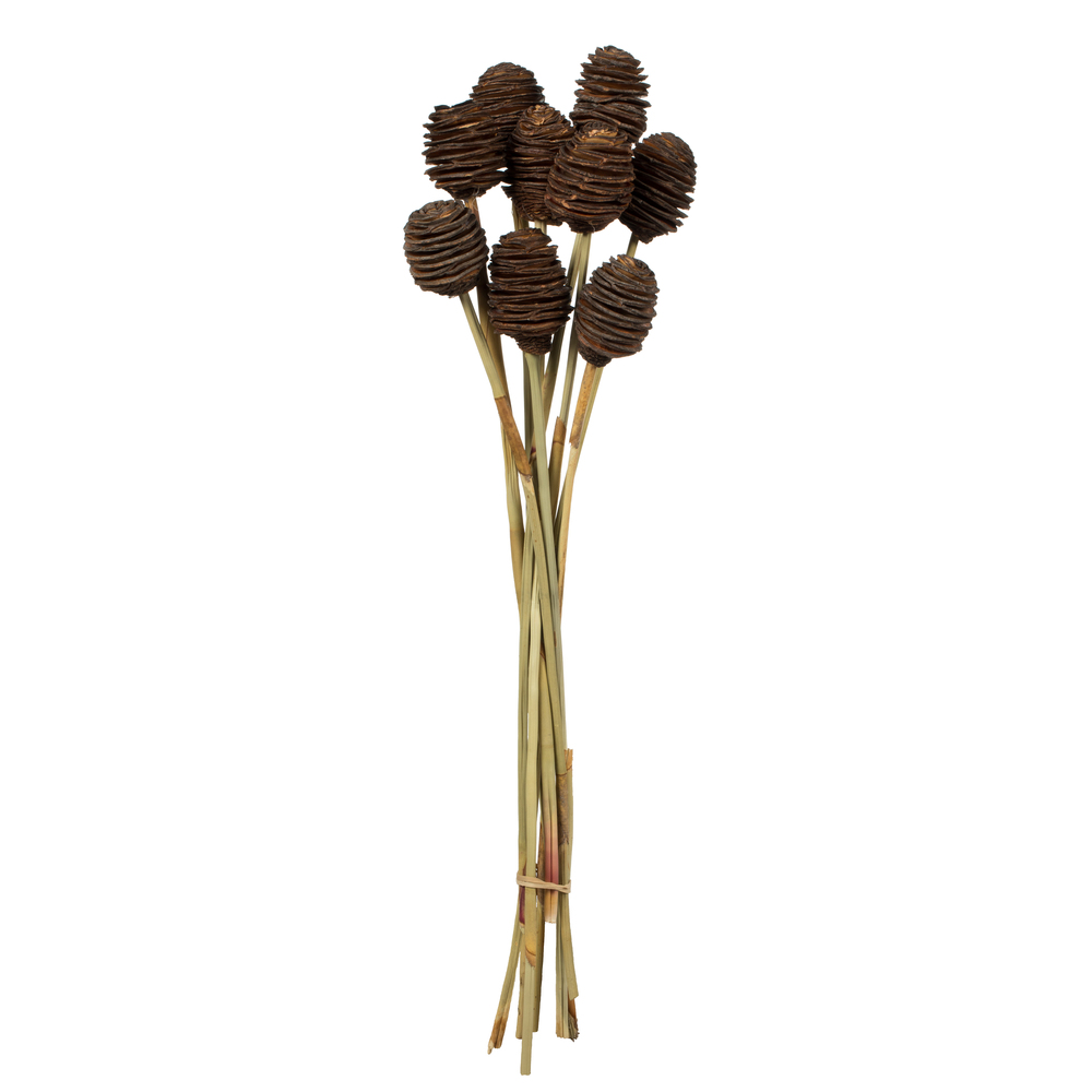 Vickerman Platy Cone attached to a Reed Stem, Dried