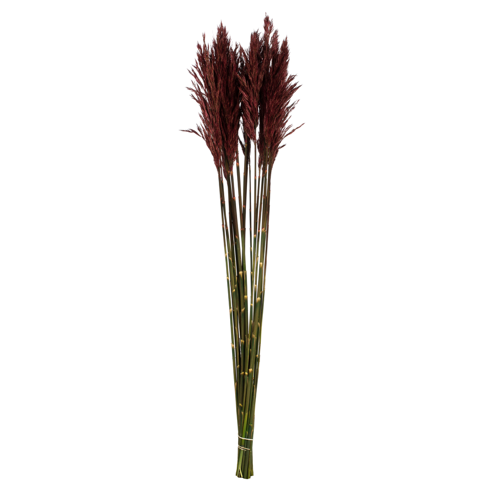 Vickerman 36"-40" Plume Reed Bundle, Preserved