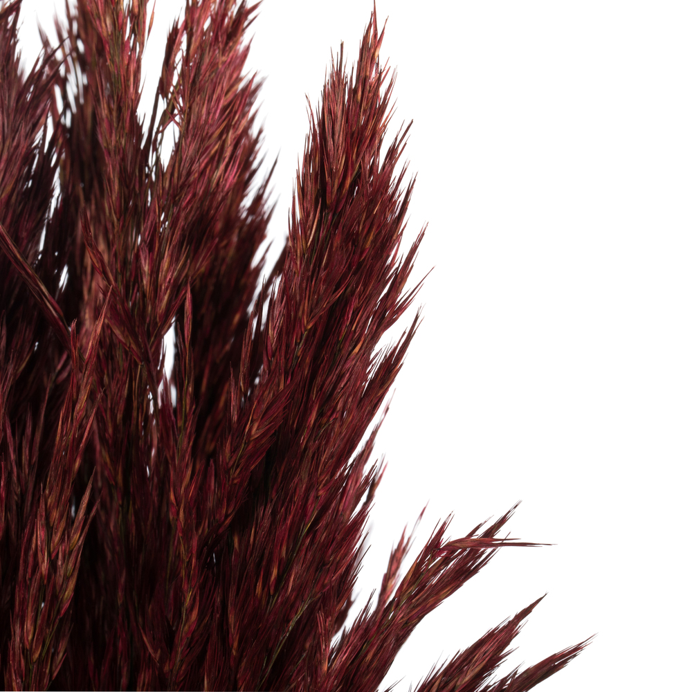 Vickerman 36"-40" Plume Reed Bundle, Preserved