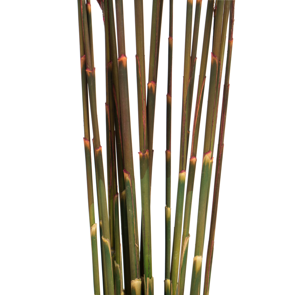 Vickerman 36"-40" Plume Reed Bundle, Preserved