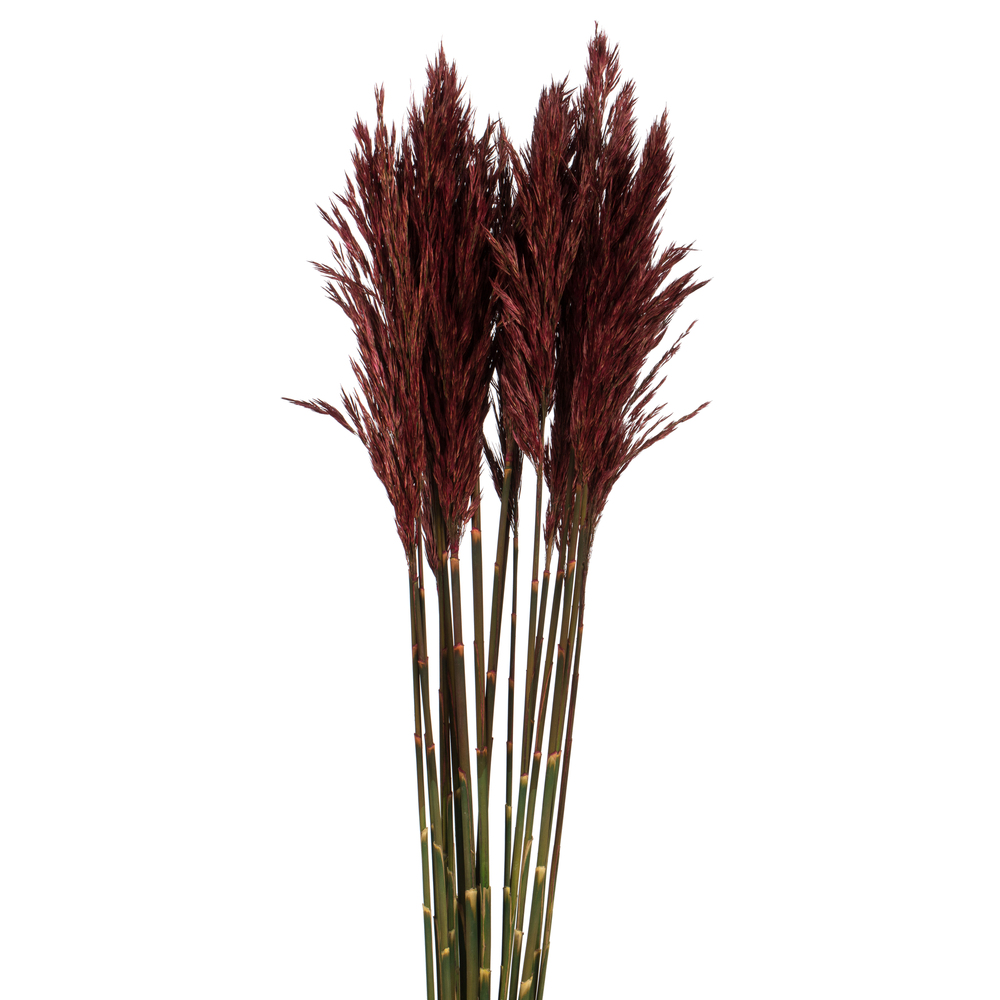 Vickerman 36"-40" Plume Reed Bundle, Preserved