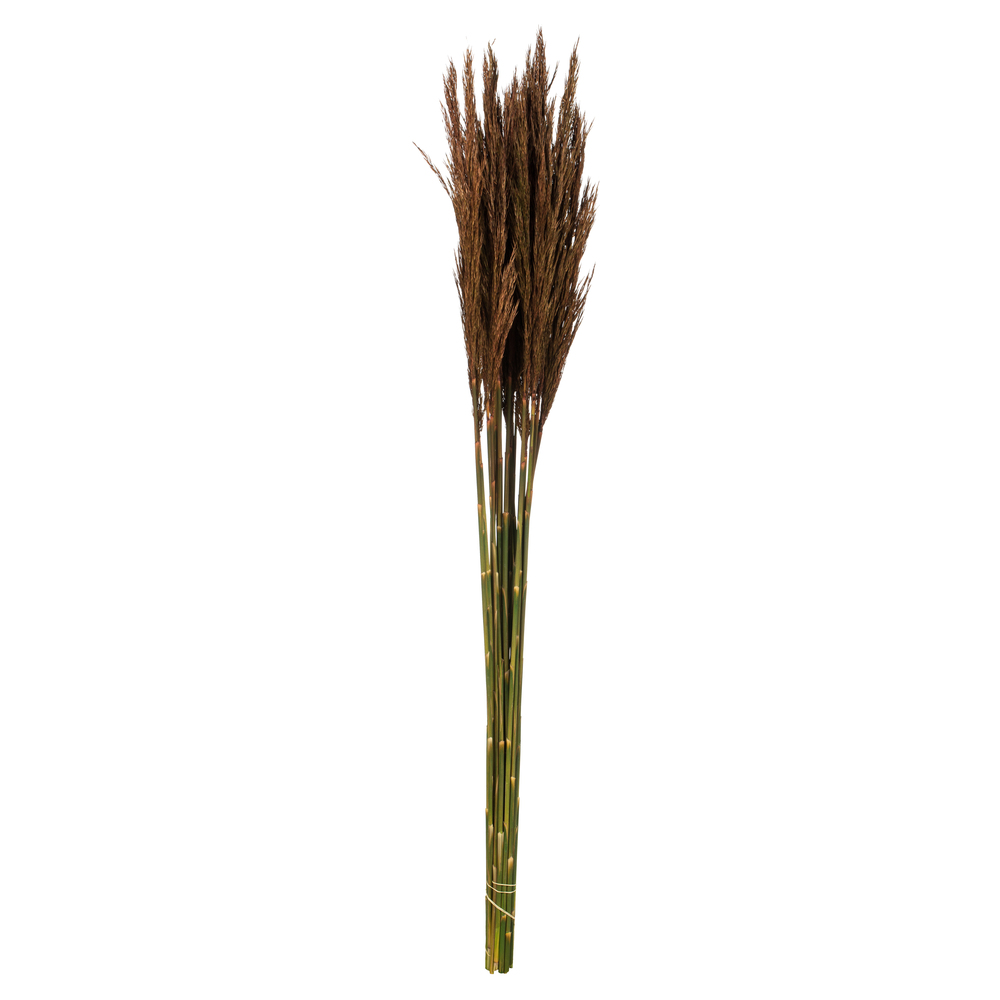 Vickerman 36"-40" Plume Reed Bundle, Preserved