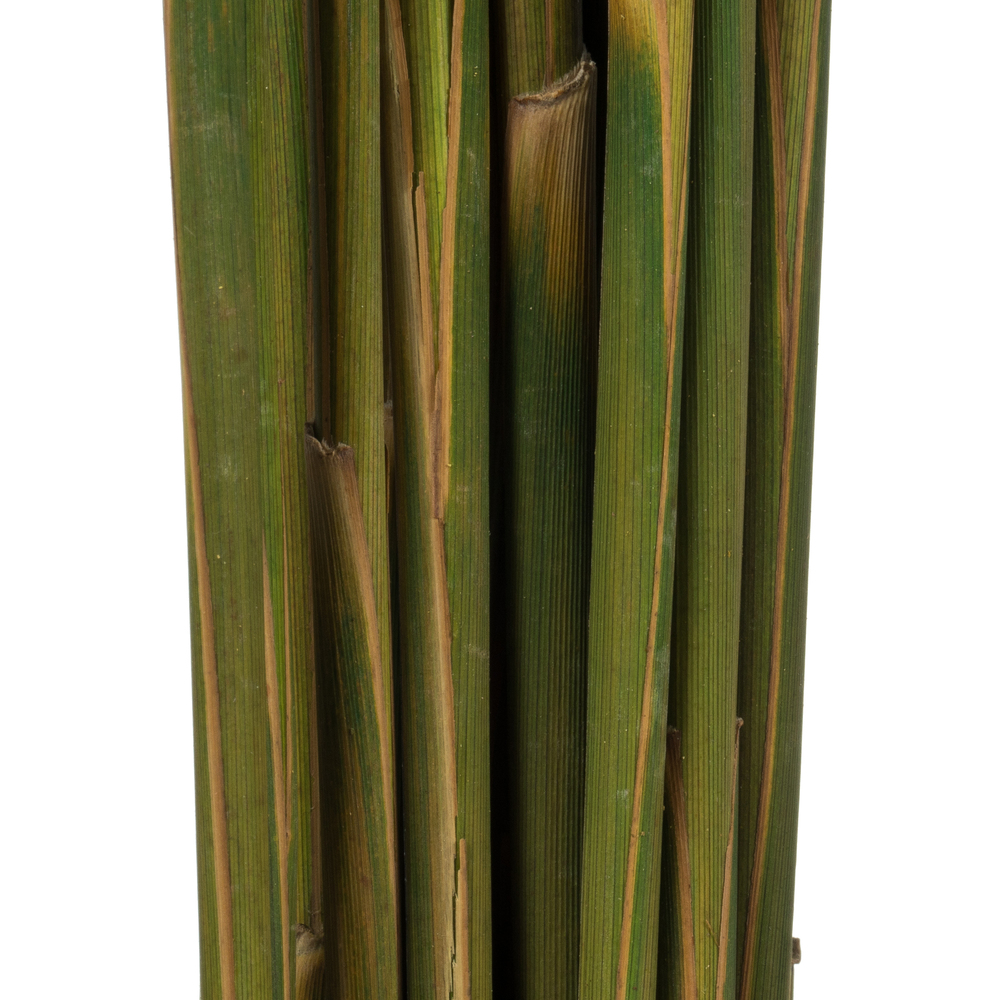Vickerman 36"-40" Plume Reed Bundle, Preserved