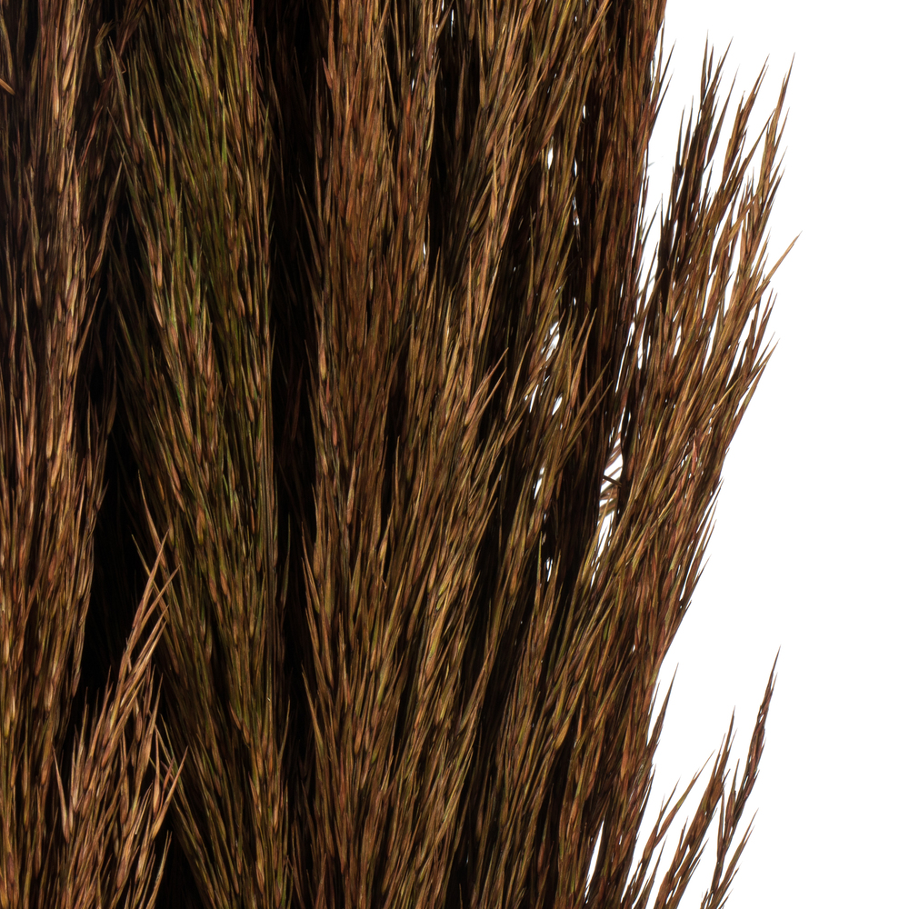 Vickerman 36"-40" Plume Reed Bundle, Preserved