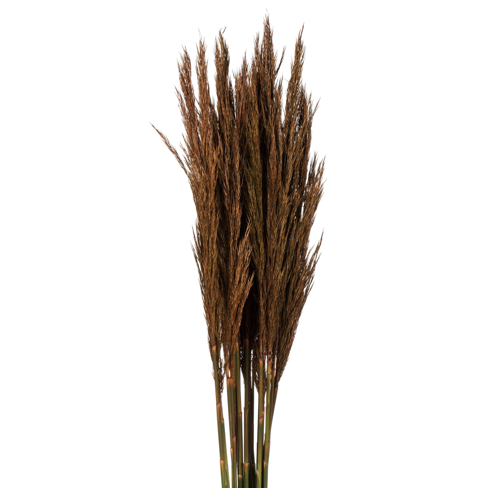 Vickerman 36"-40" Plume Reed Bundle, Preserved