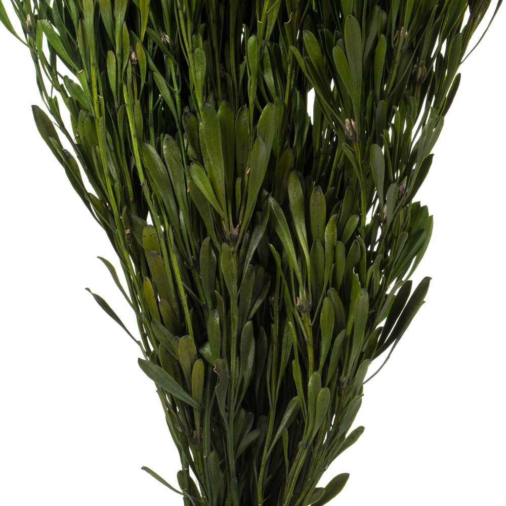 Vickerman Spring Platys Foliage Bundle, Preserved