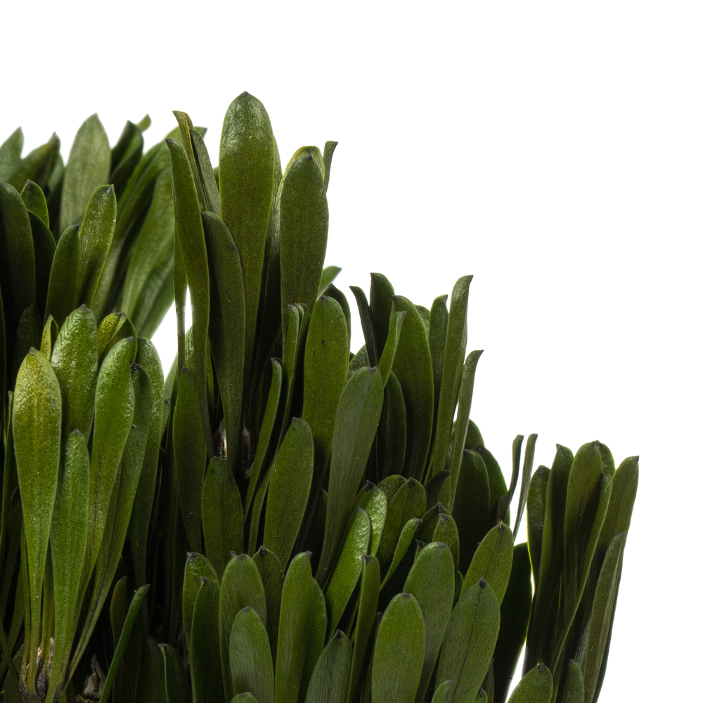 Vickerman Spring Platys Foliage Bundle, Preserved