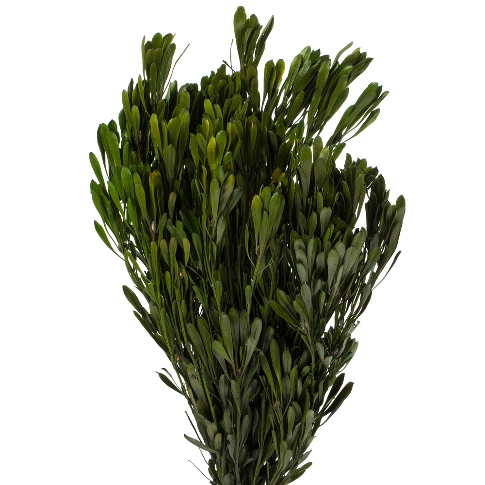Vickerman Spring Platys Foliage Bundle, Preserved