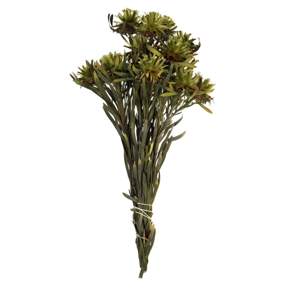 Vickerman 8"-20" Plumosum Bundle, Female, Preserved