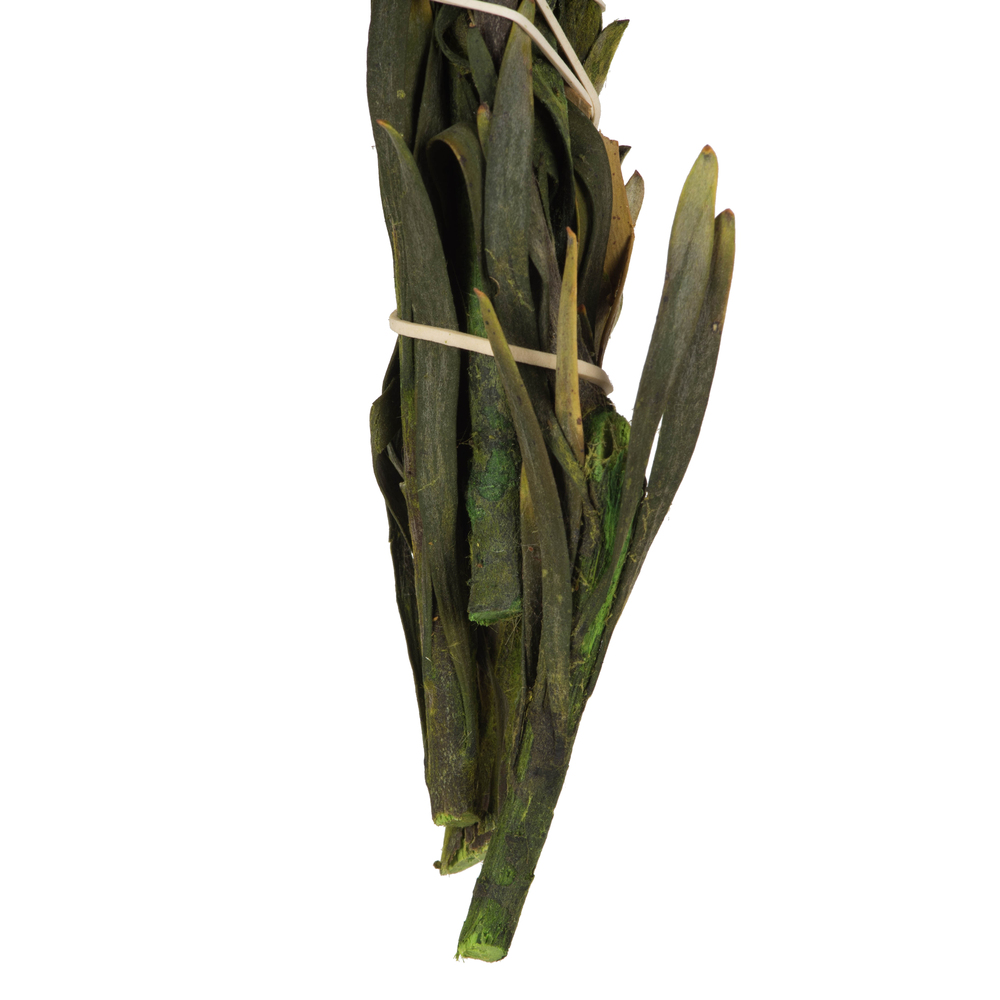 Vickerman 8"-20" Plumosum Bundle, Female, Preserved
