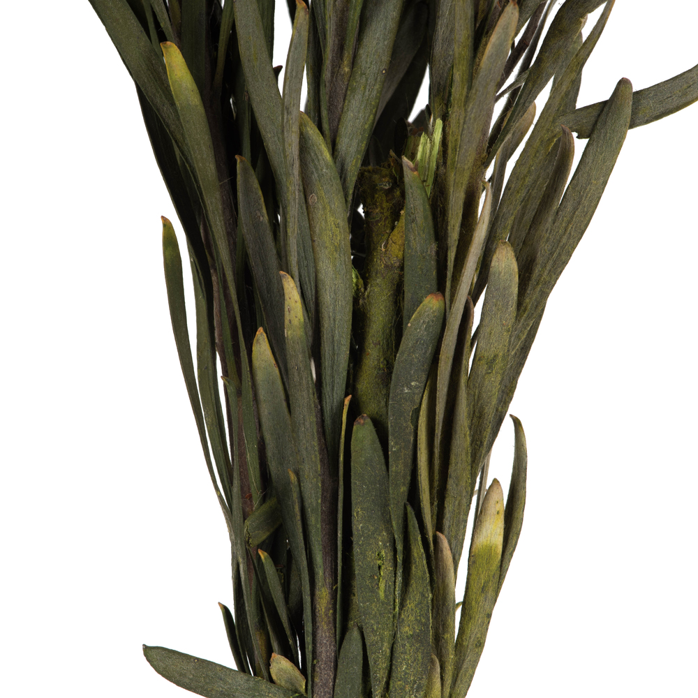 Vickerman 8"-20" Plumosum Bundle, Female, Preserved