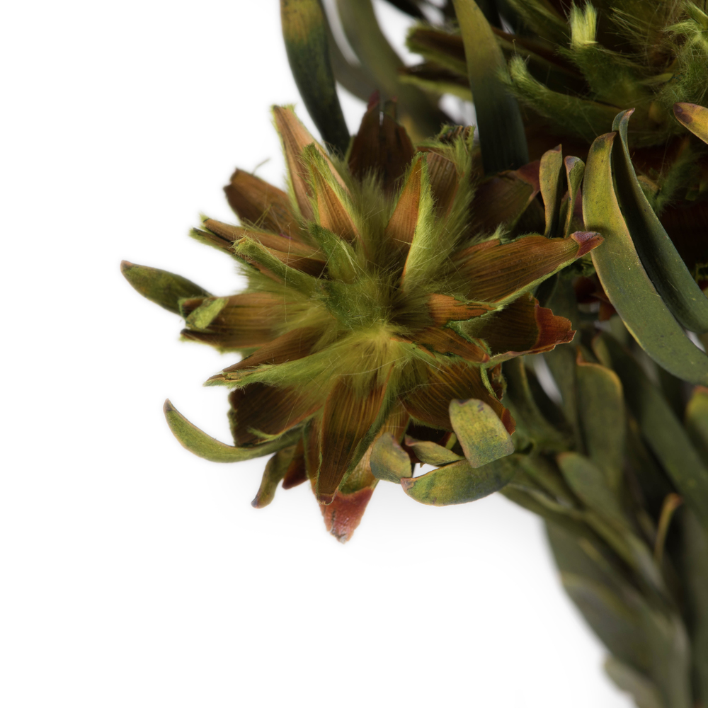 Vickerman 8"-20" Plumosum Bundle, Female, Preserved