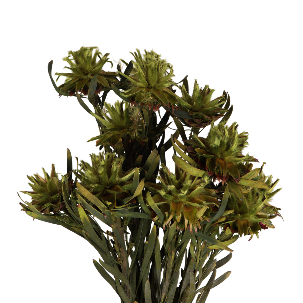 Vickerman 8"-20" Plumosum Bundle, Female, Preserved