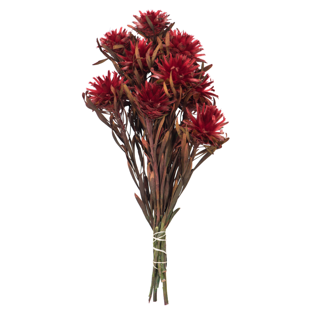 Vickerman 8"-20" Plumosum Bundle, Female, Preserved