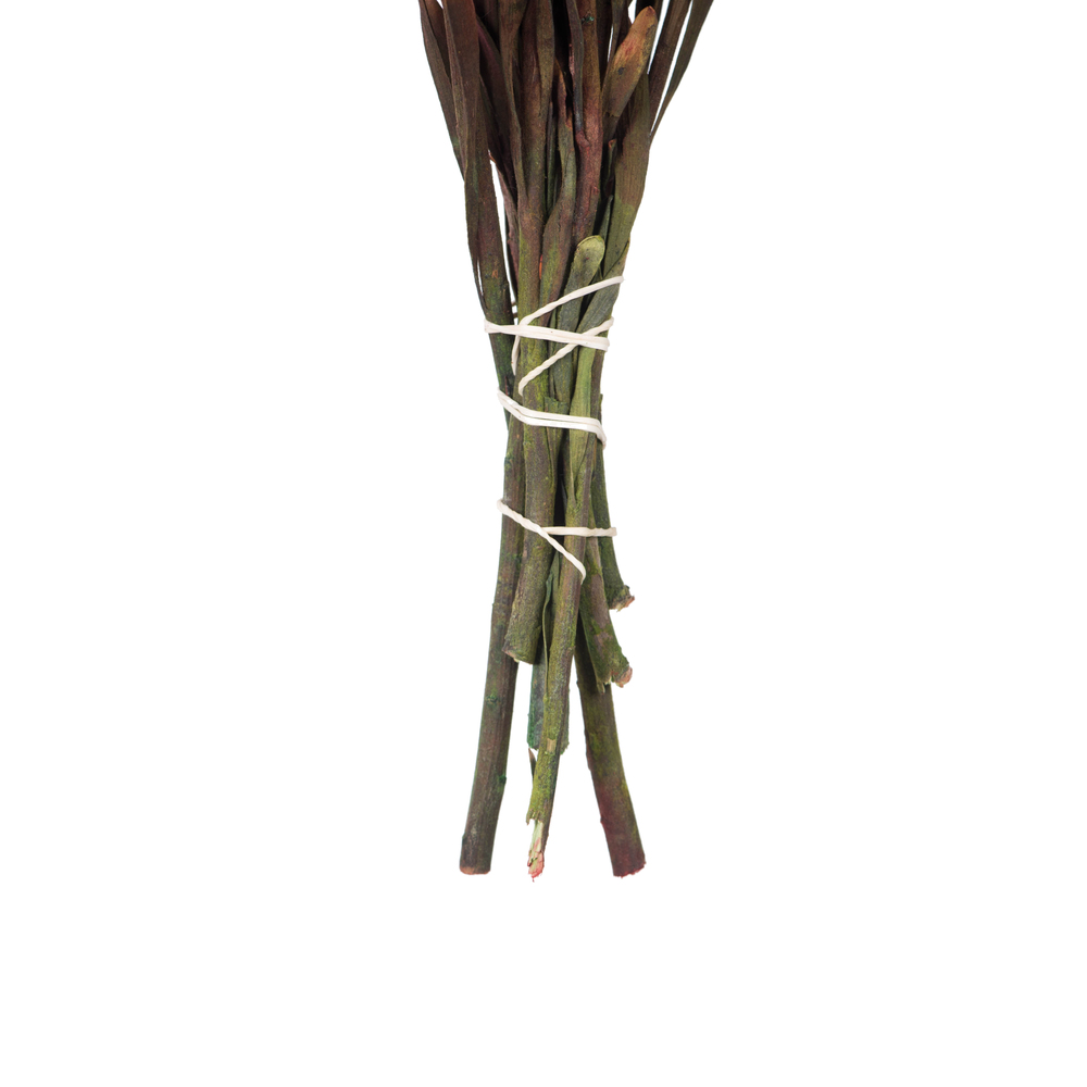 Vickerman 8"-20" Plumosum Bundle, Female, Preserved
