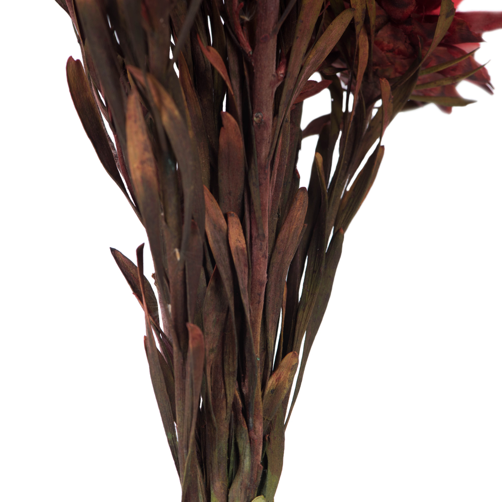 Vickerman 8"-20" Plumosum Bundle, Female, Preserved