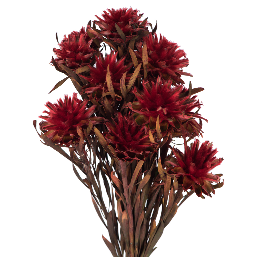 Vickerman 8"-20" Plumosum Bundle, Female, Preserved