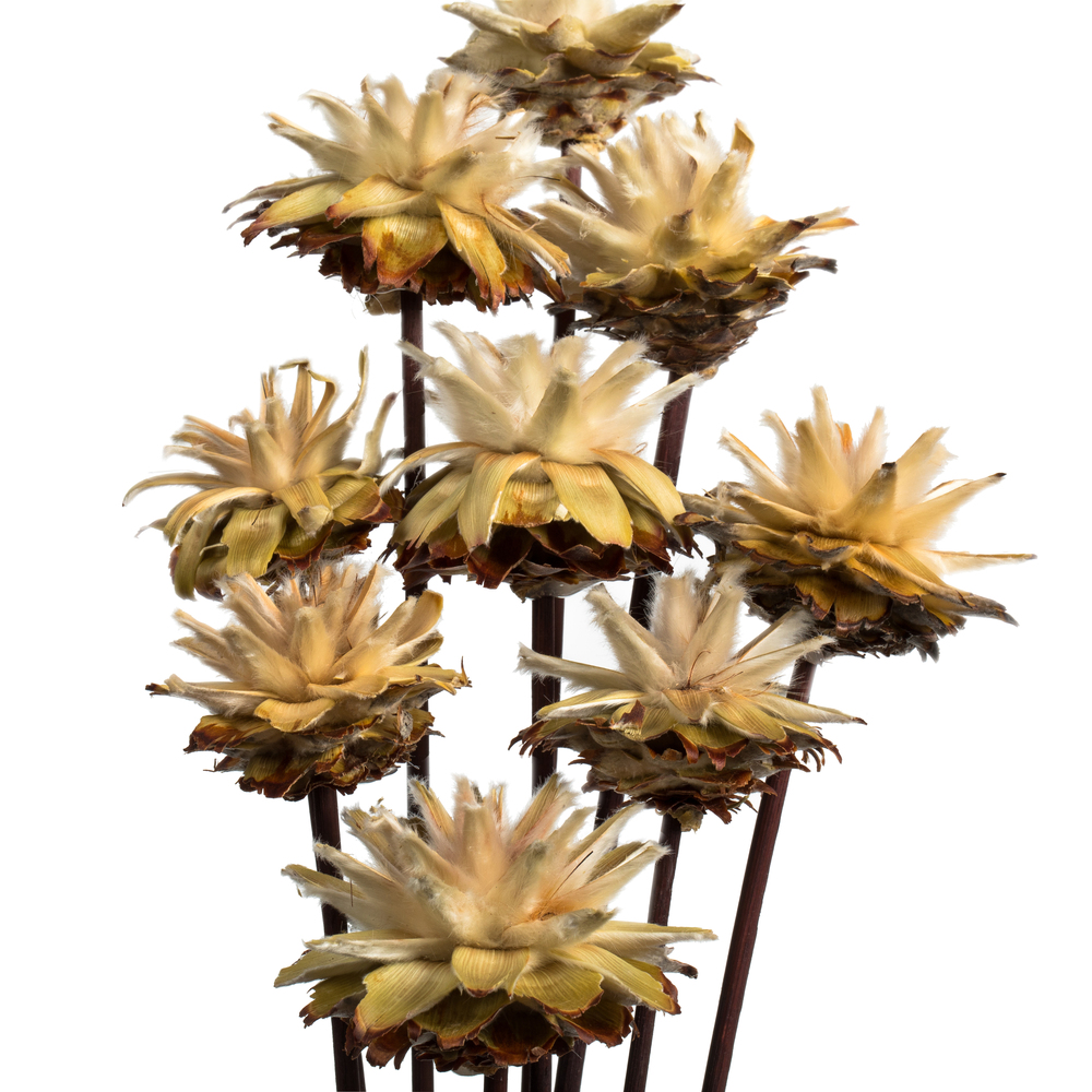Vickerman 20" Plumosum Head attached to a Brown Stem, Dried 9 Stems