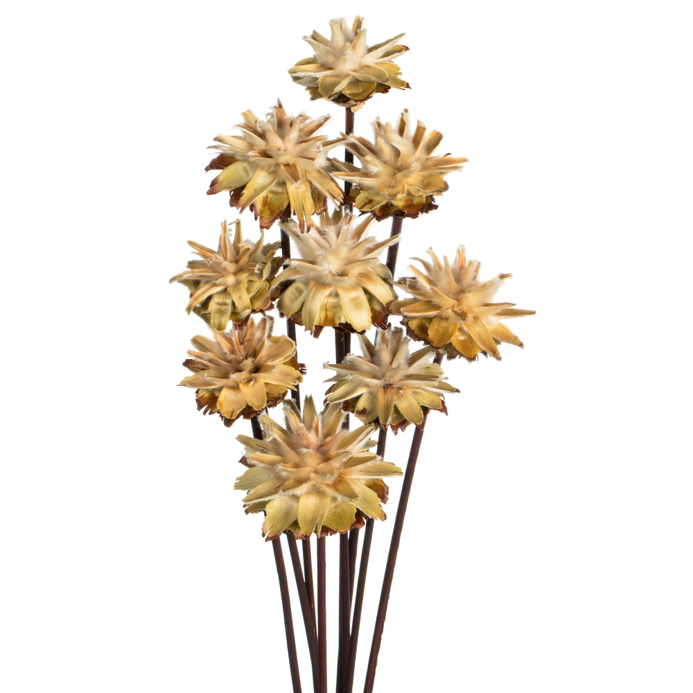 Vickerman 20" Plumosum Head attached to a Brown Stem, Dried 9 Stems