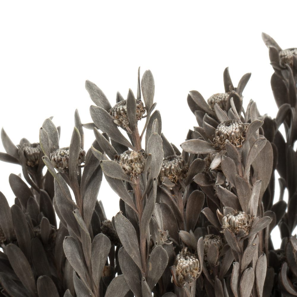 Vickerman 18-20" Pubescens Bundle, Preserved 5oz